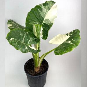 Alocasia Macrorrhiza