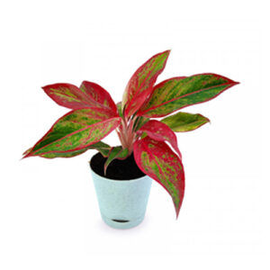 Aglaonema Lipstick Red
