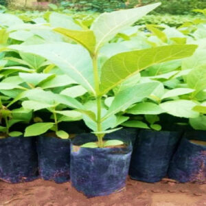 Tissue Cultured Teak Plants
