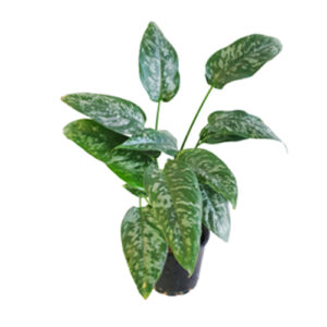 Schismatoglottis Spotty