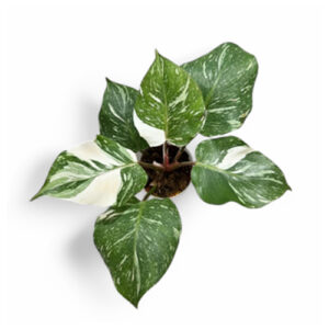 Philodendron White Knight