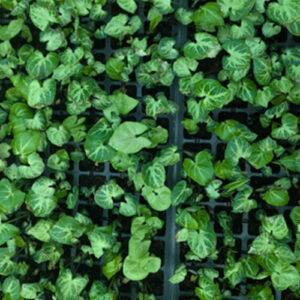 Syngonium Fantasy