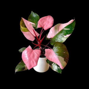 Philodendron Pink Princess