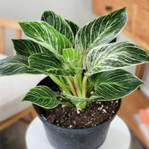 Philodendron Birkin Green